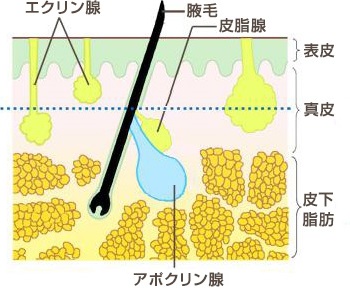 ワキガの仕組み